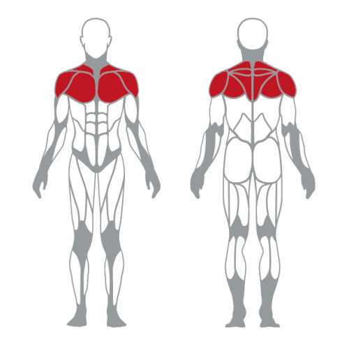 Gym fitness BACK DELTOIDS MACHINE