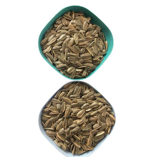 Good Size Top Sunflower Seeds For World Market