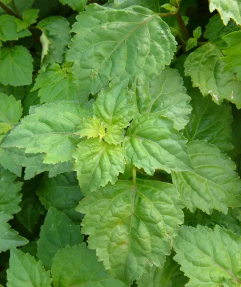 Herba Pogostemonis estragole Agastache Rugosus huo xiang