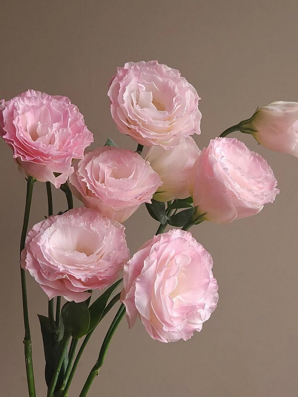Pink Eustoma/Lisianthus