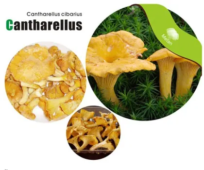 Frozen Wild Chanterelles Mushrooms