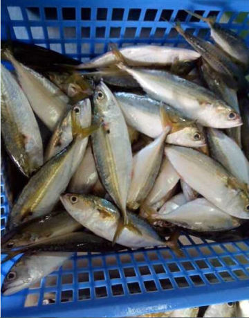 online store suppliers indian mackerel
