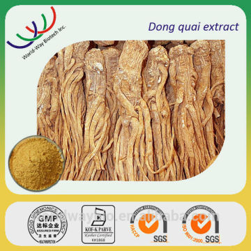 angelica extract free sample herb medicine good for female pharmaceutical grade 1% ligustilide chinses angelica extract