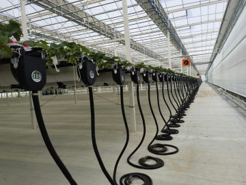 Strawberry Planting Glass Greenhouse