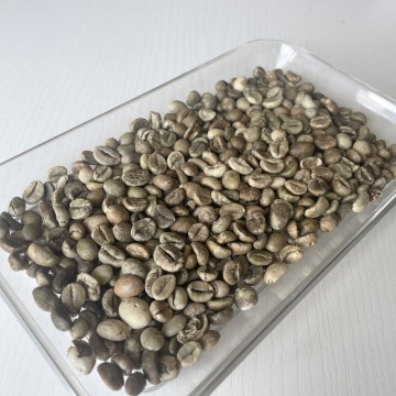 เวียดนามถั่ว Robusta Green Beans