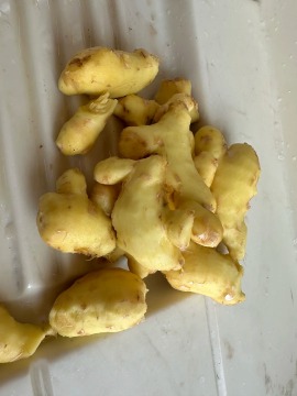 Certified Safe Large Yellow Ginger