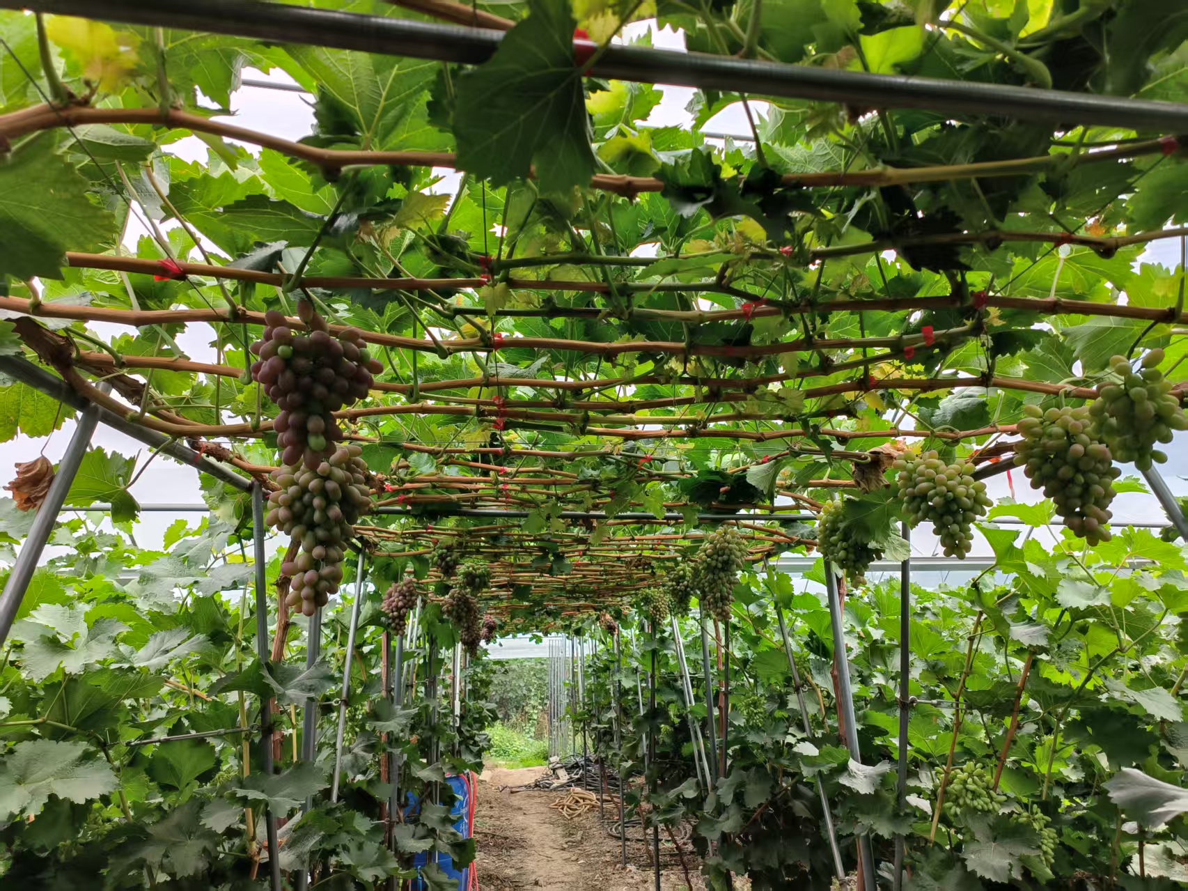 invernadero de plantación de uva grape planting greenhouse