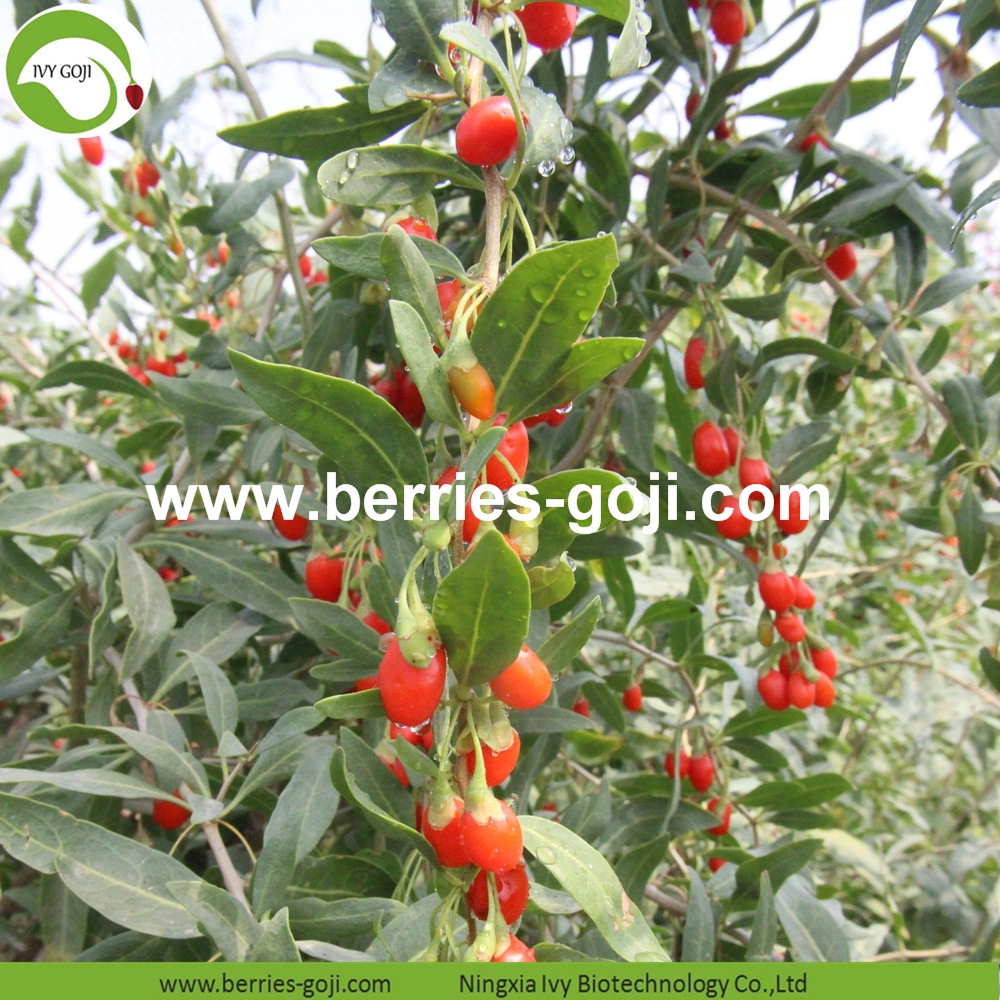 goji berry