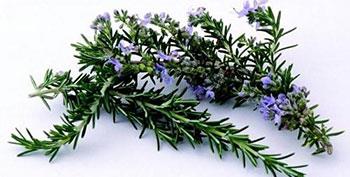 Rosemary