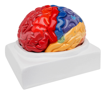 Esplorare le aree funzionali cerebrali: un modello completo per la comprensione delle operazioni cerebrali