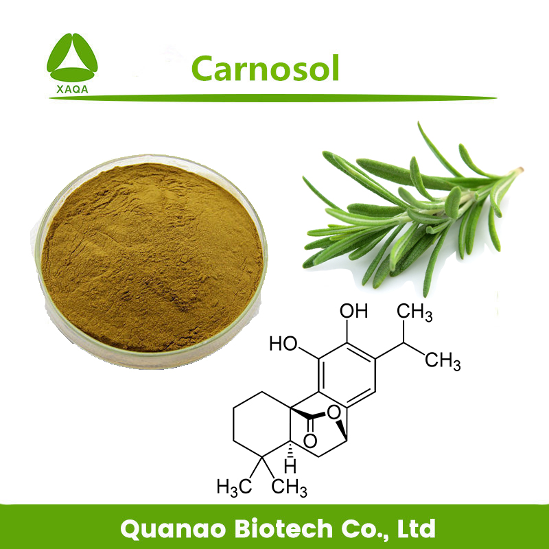 Extracto de hoja de romero Salviol / Carnosol en polvo 8%-98%