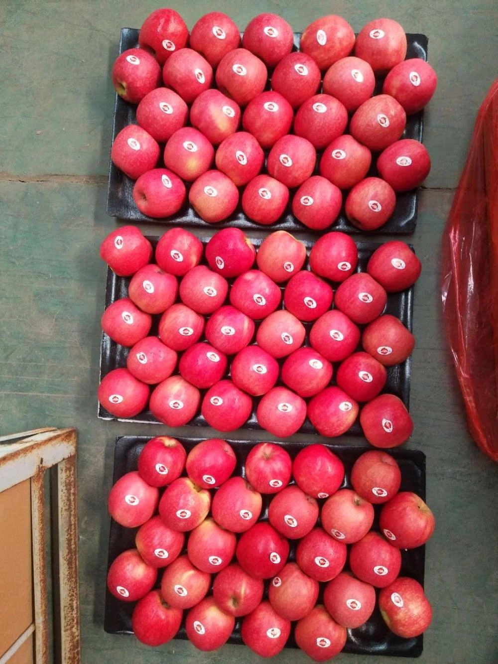 Chinese Pink Lady Red Apples China Manufacturer