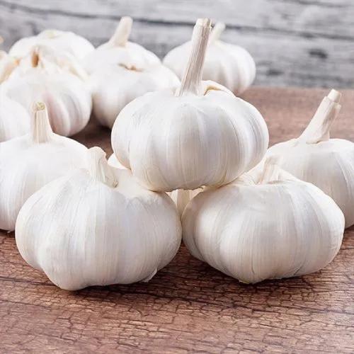 garlic