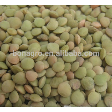 2014 green lentils