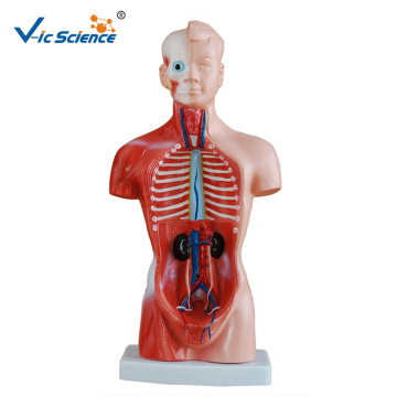 26CM Torso 15 delen