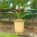 Periuk terracotta orchid kecil