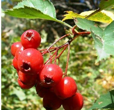 Extrato de ervas orgânicas BEBIDAS DE BERRY HAWTHORN