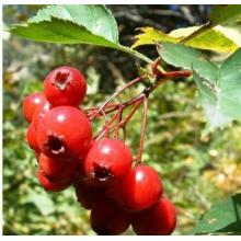 유기 초본 추출물 HAWTHORN BERRY PEBENIFITS