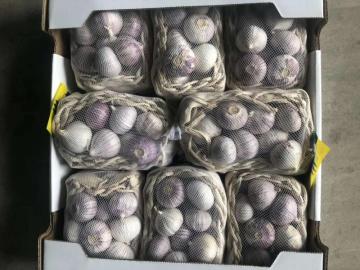 Single clove garlic for export