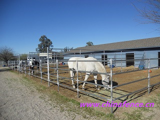 Horse Fence Galvanized