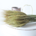 50Pcs Grain Wheat Ears Natural Dried Flowers Wheat Bedroom Living Room Decoration Bouquet Decoration Shooting Props