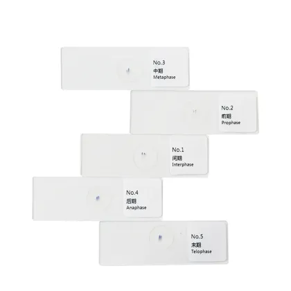 Mitosis Slides Set - Onion Root Tip 5pcs - FRT1001 - Plant Genetics and Biology