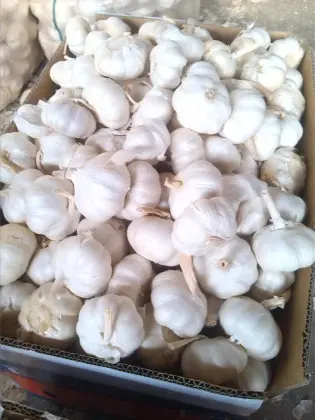 fresh garlic early June to September