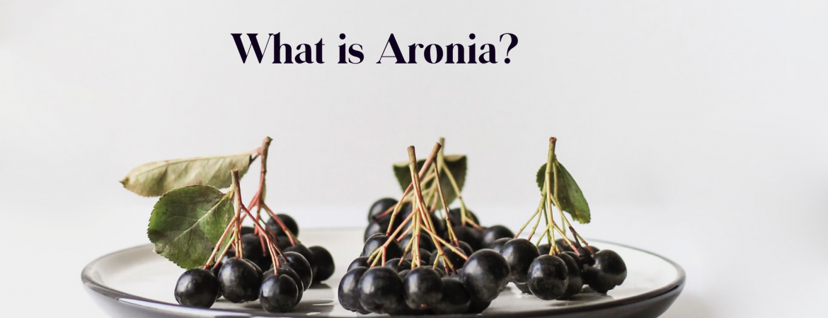 aronia chokeberry