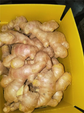 yellow and big sized air dried ginger