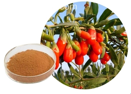 Avantages minéraux uniques poudre de goji