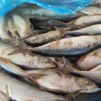 Frozen Seafood Mackerel Fish