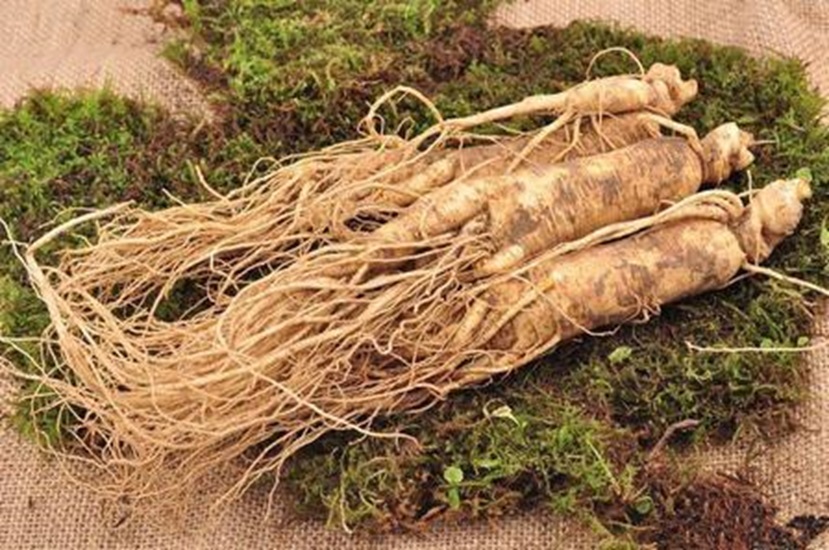 ginseng
