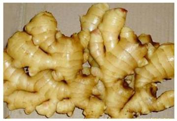 Fresh Ginger (2014)