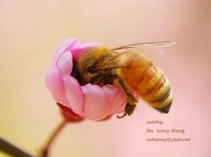 organic food Acacia Bee Honey