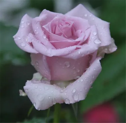 Yunnan China Fresh Cut Rose Direct Farm Supply