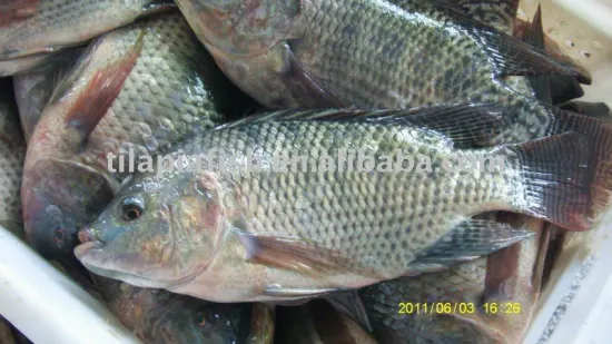 frozen tilapia seafood fish
