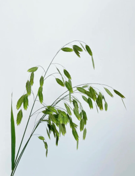 Chasmanthium latifolium for Natural Landscaping