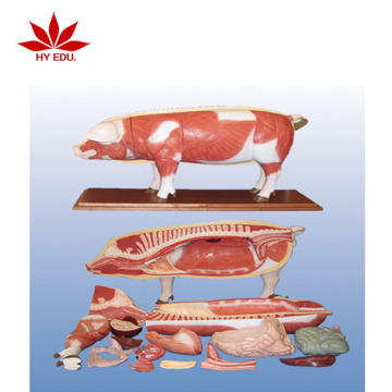 รูปแบบกายวิภาคของหมู 18 ส่วน - เครื่องช่วยสอนทางการแพทย์ที่ถอดออกได้