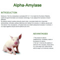 A enzima aditiva de alimentação Concentra Alpha Amilase