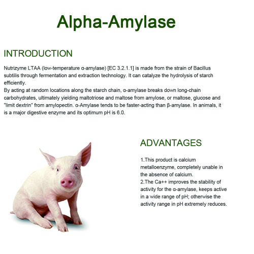 A enzima aditiva de alimentação Concentra Alpha Amilase