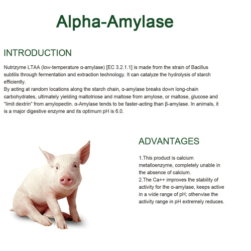 Enzyme phụ gia tập trung alpha amylase