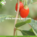 Fabrika Toptan Süper Gıda Besleme Zhongning Wolfberry