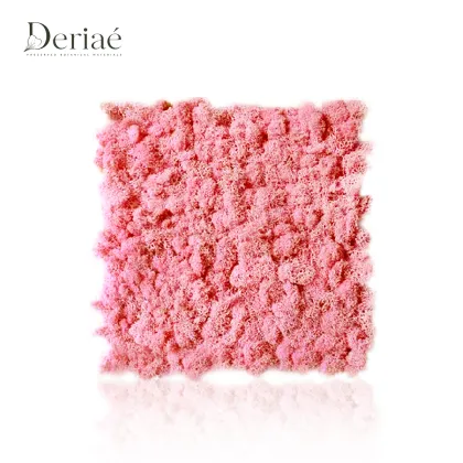 Natural Preserved Moss Slice