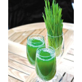 Poudre de jus d'herbe de semis de malt vert