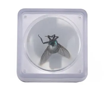 Coin Stamp Small Insect Observer Box with Magnifying Glass