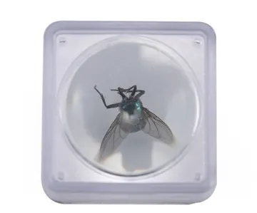 Coin Stamp Small Insect Observer Box with Magnifying Glass