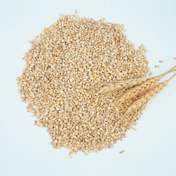 Healthy wheat kernel Multigrain class Prices For Sale