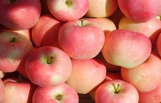 Seasonable Natural Large Fuji Apple Anti-Cancer With Vitami