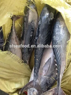 Whole Frozen Bonito Tuna Fish