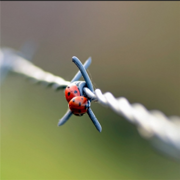 High quality low price Barbed Wire